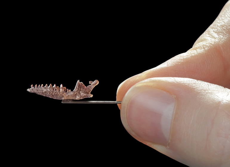 Tiny jaw bone