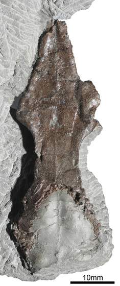Skull of animal