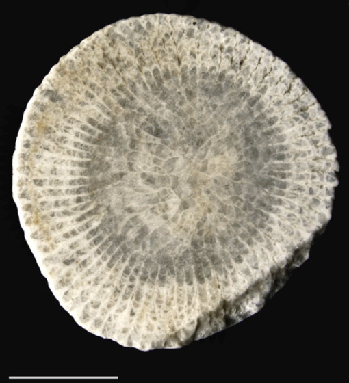 Coral sample