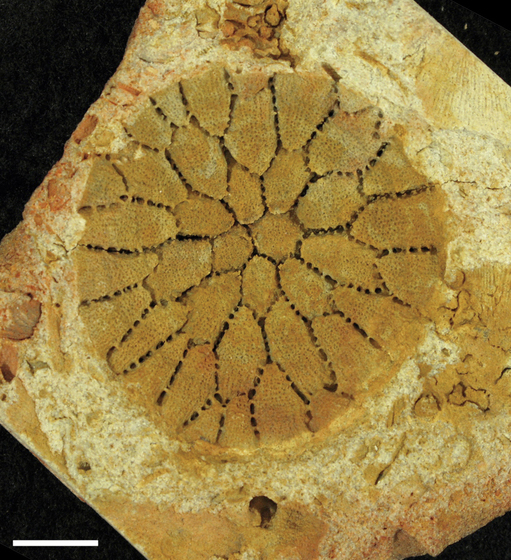 Coral sample