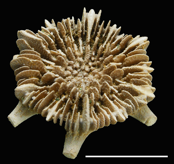 Coral sample