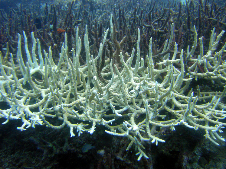 Bleached coral
