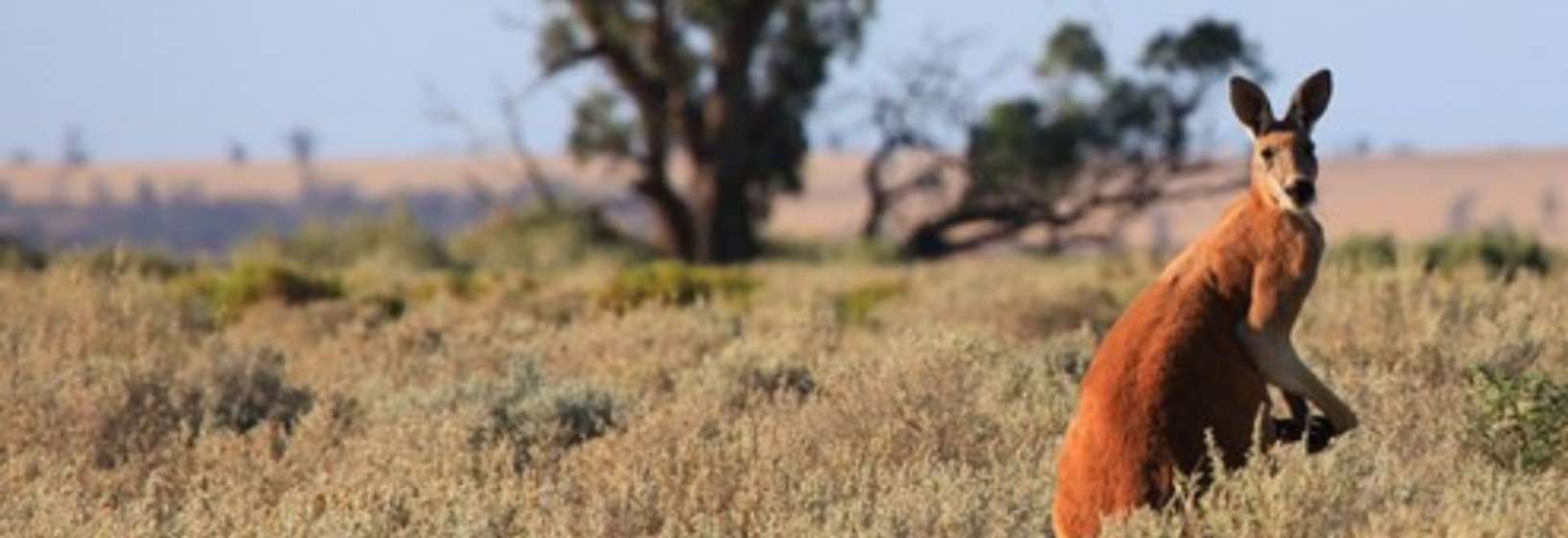 Kangaroo in field