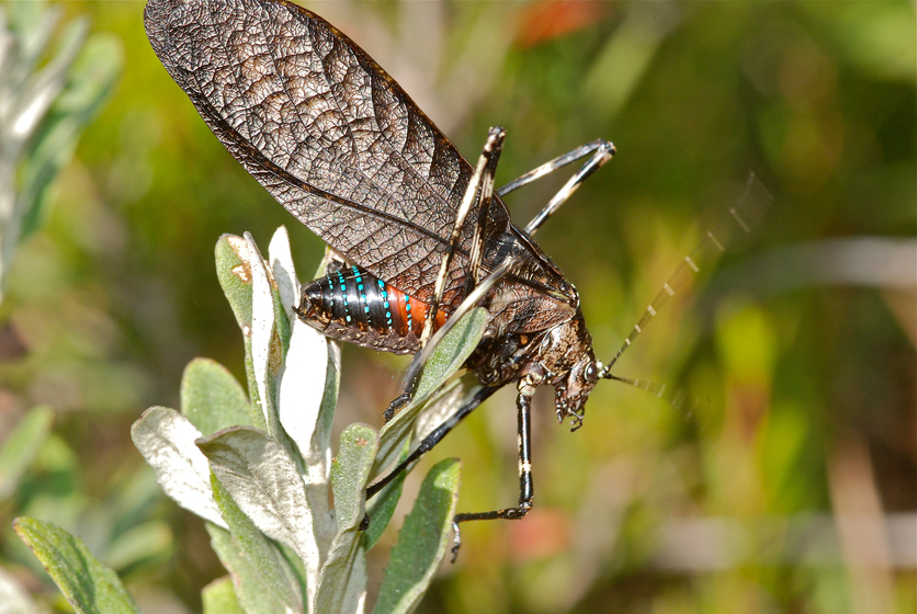 Flying insect sitting on a plant