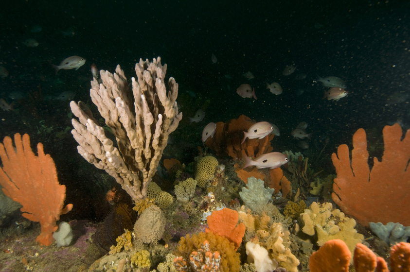 Underwater reef scene