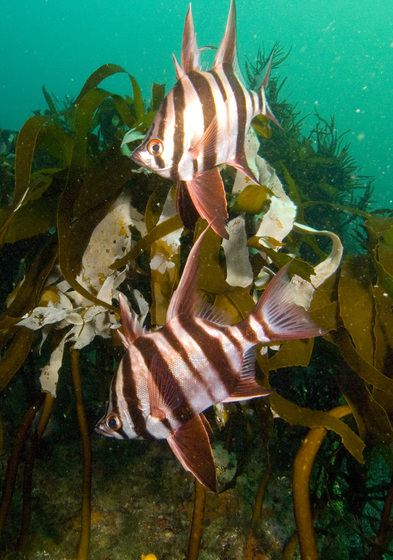 Underwater reef scene