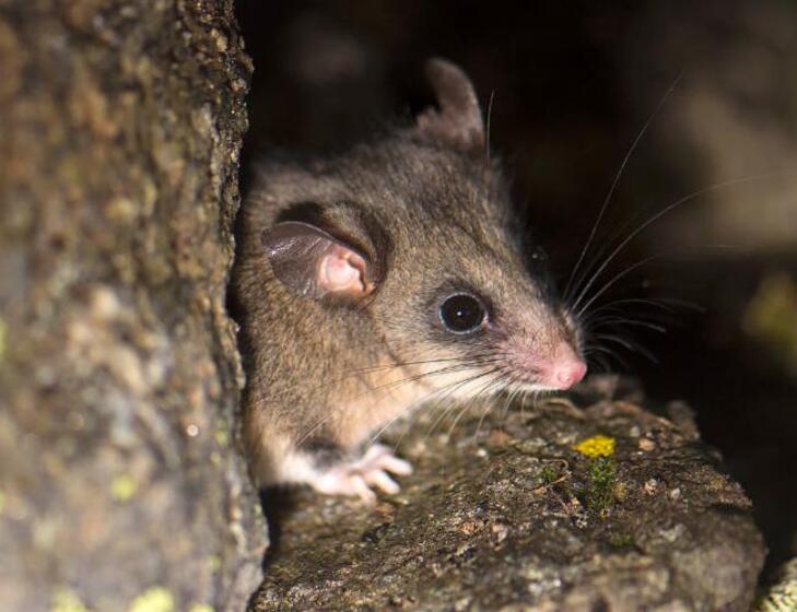 Small possum