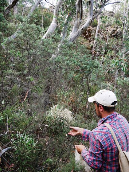 Man kneeling down near some shrubs