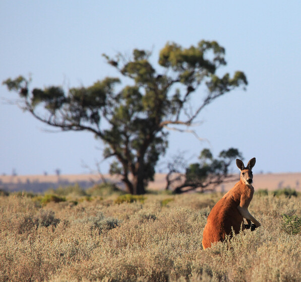 Kangaroo