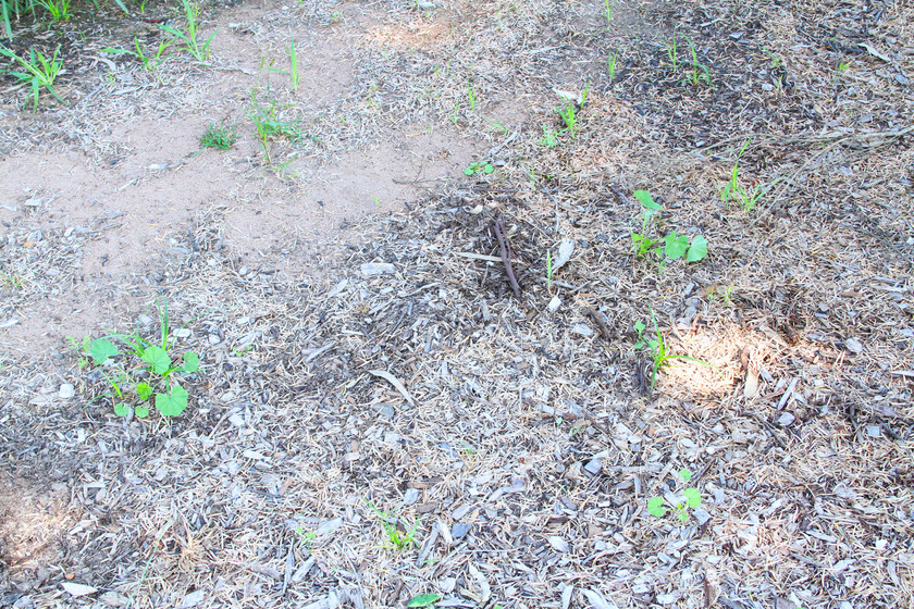 The location of Ned Kelly’s Capture Site, close up of the ground, showing leaf litter and soil.