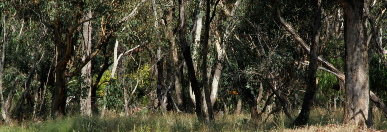 bushlands of Police paddock