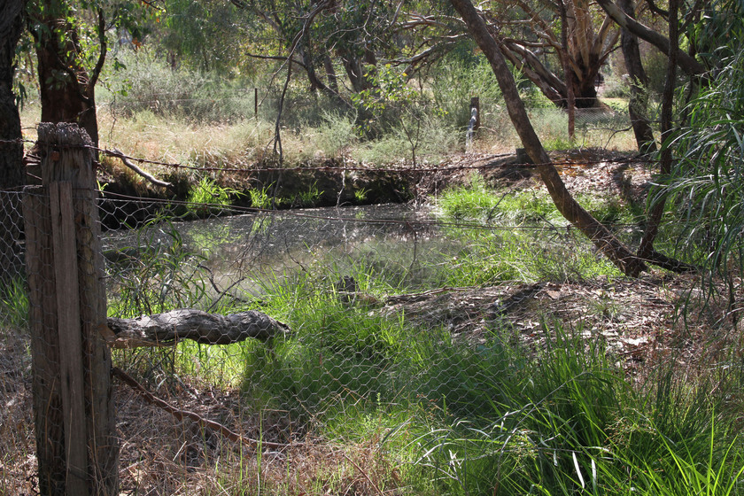 Bush setting with eucalyptus trees and a view of a spring at the location of the police paddocks