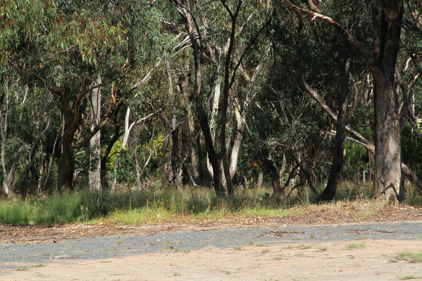 Bush setting with eucalyptus trees showing the Police Paddock location.