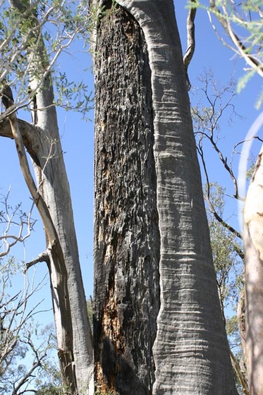 very large gum tree with trunk scarred