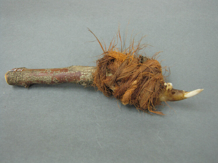 a possum jaw with single tooth protruding is strapped with twine to a stick