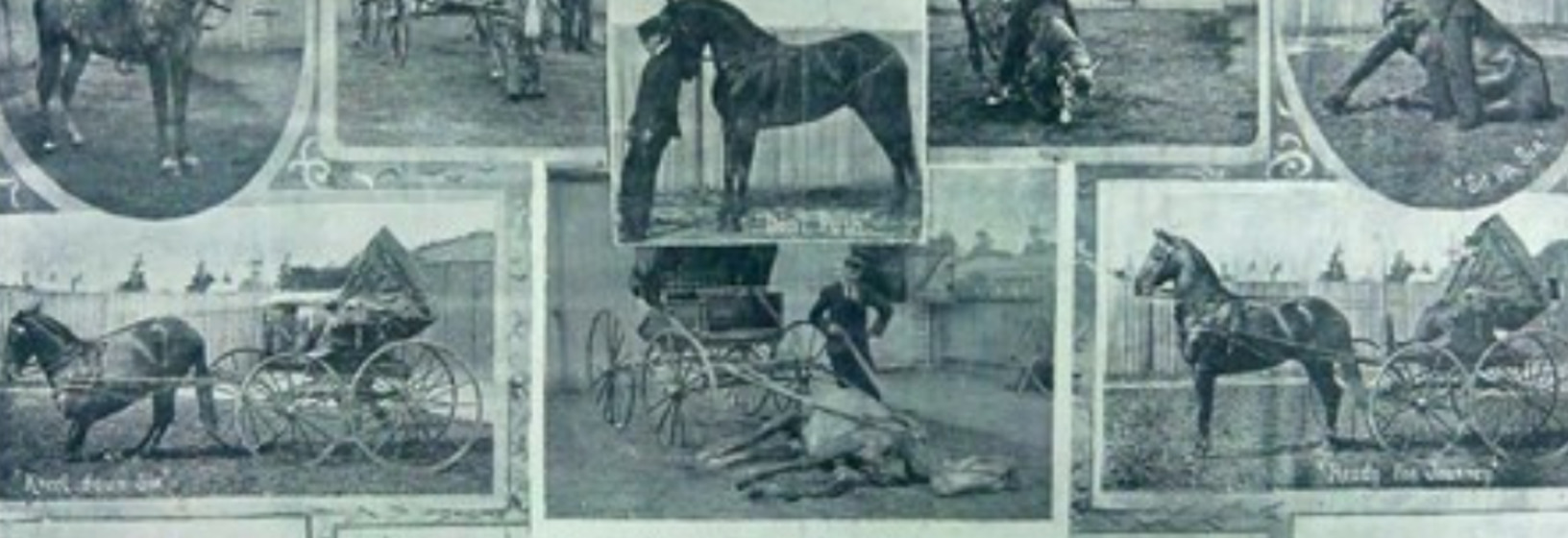 MacRobertson's "Quads" horse training