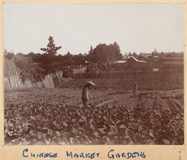 Man gardening in a field
