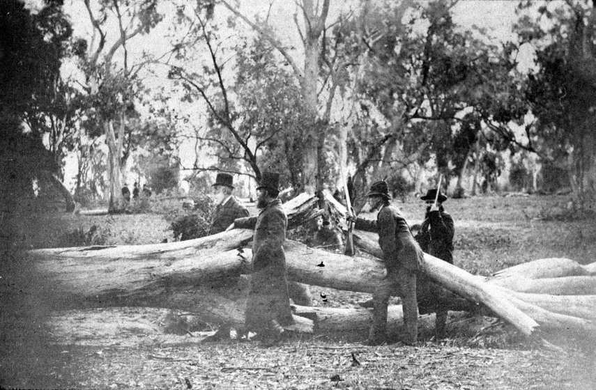 Two men standing by a fallen tree