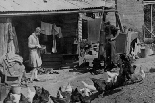 Woman and man feeding chickens