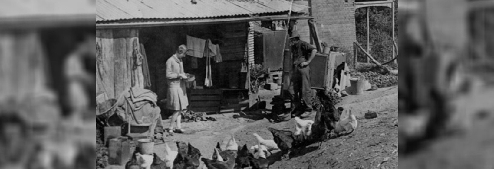 Woman and man feeding chickens