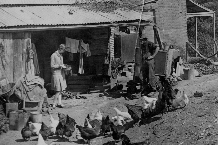 Woman and man feeding chickens