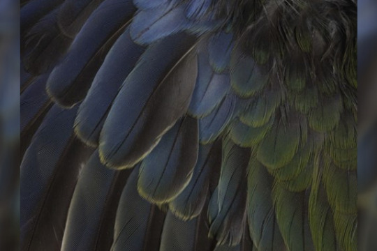 Close-up of feathered wings