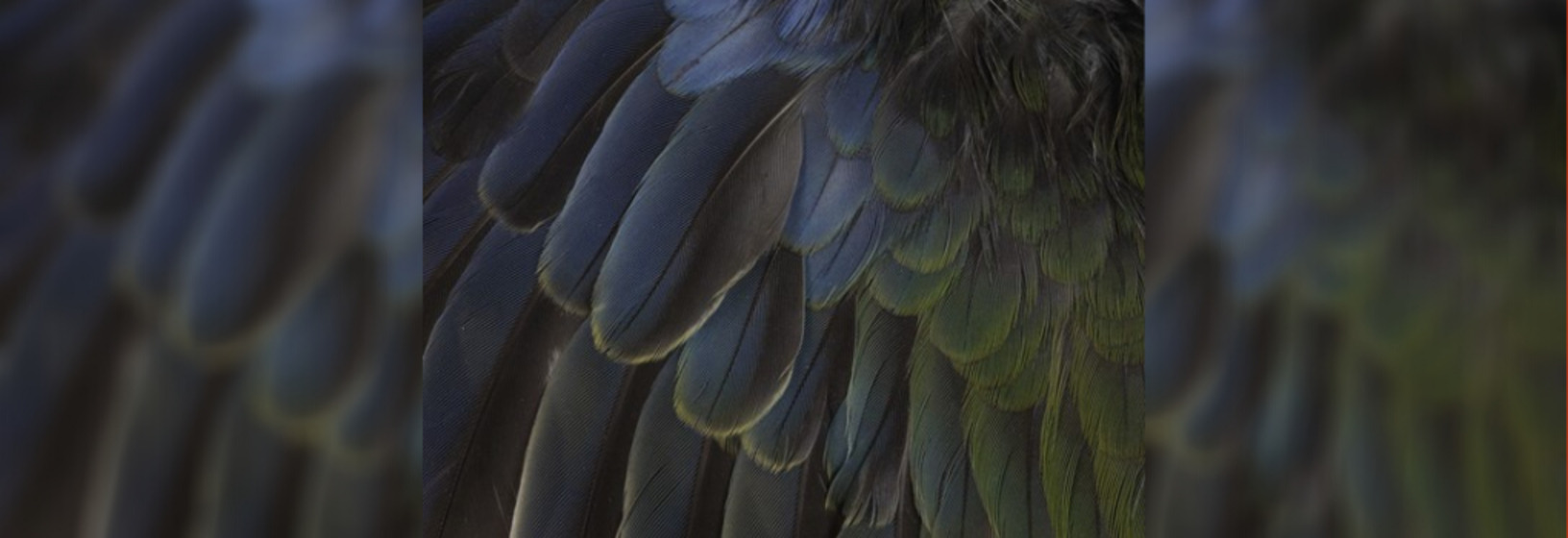 Close-up of feathered wings