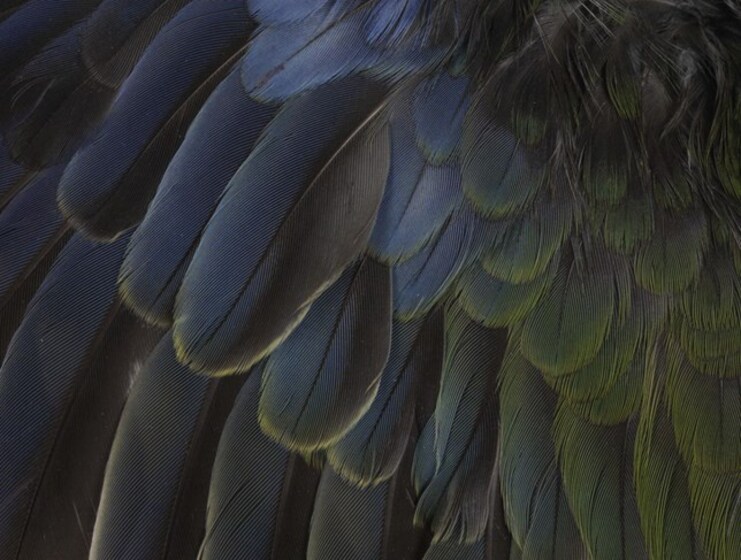 a close-up of a bird wing, with blue flight feathers tinged in green along with soft grey under feathers.