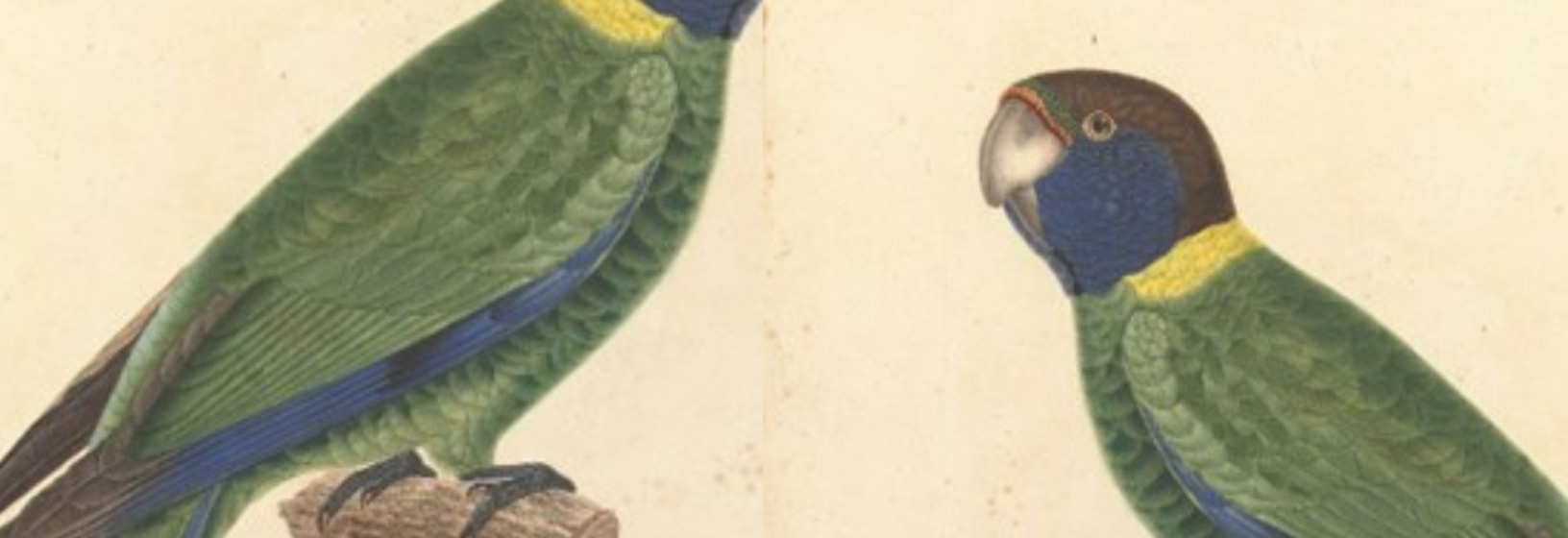 green and blue feathered parrots