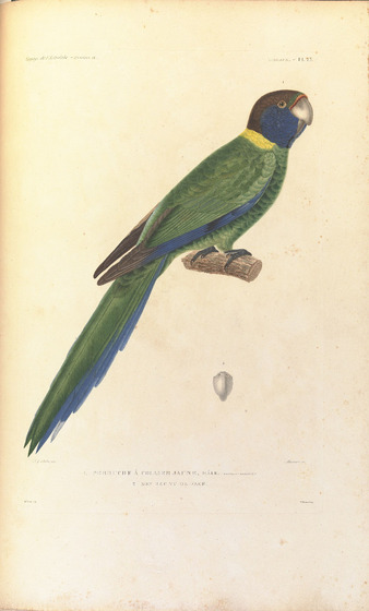 green and blue feathered parrot sitting on a small wooden branch.