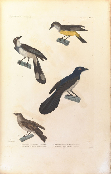 Four separate Australian bird species sitting on small wooden branches, spread across the page.