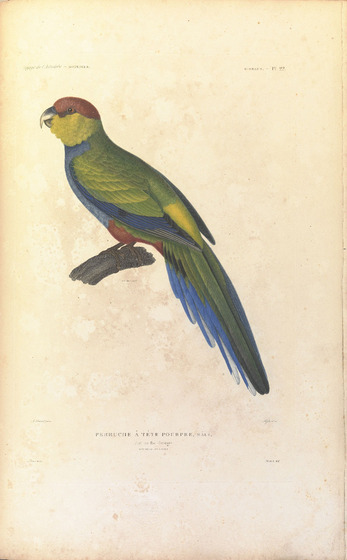 Green, blue and red feathered parrot sitting on a small wooden branch.
