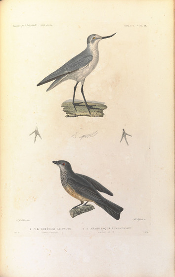 Two birds with grey feathers are illustrated on this page.