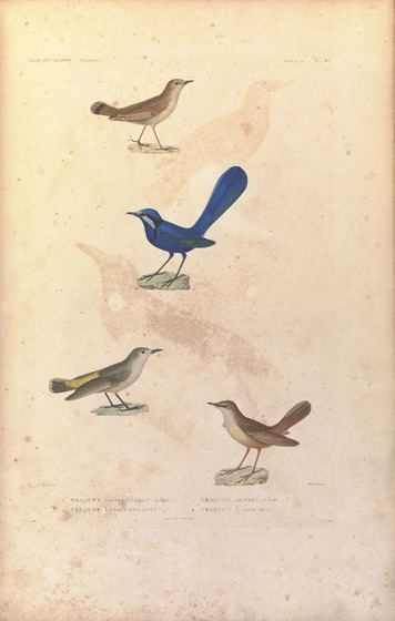 Four small illustrated birds standing on rocks are arranged around the page.