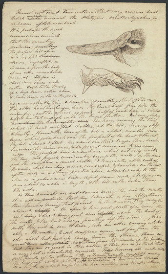 This handwritten page describes the platypus and features an illustration of the animal's beak and paw.