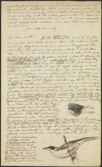 This handwritten page describes some Australian birds and features two illustrations.