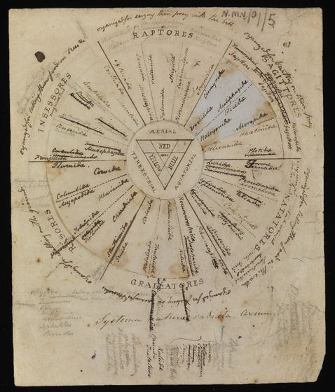 This hand-drawn circular chart organises various families of birds by taxonomic classification.