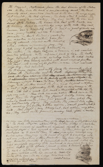 This handwritten page describes some Australian birds and features two illustrations.