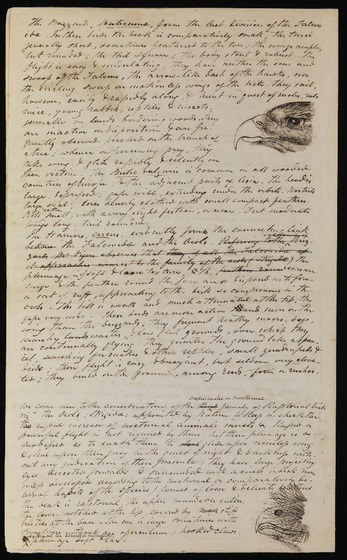 This handwritten page describes some Australian birds and features two illustrations.