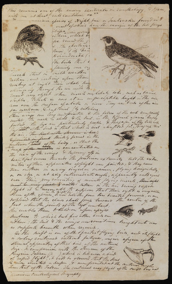 This handwritten page describing birds features several illustrations, two of which are on flaps which sit over the text.
