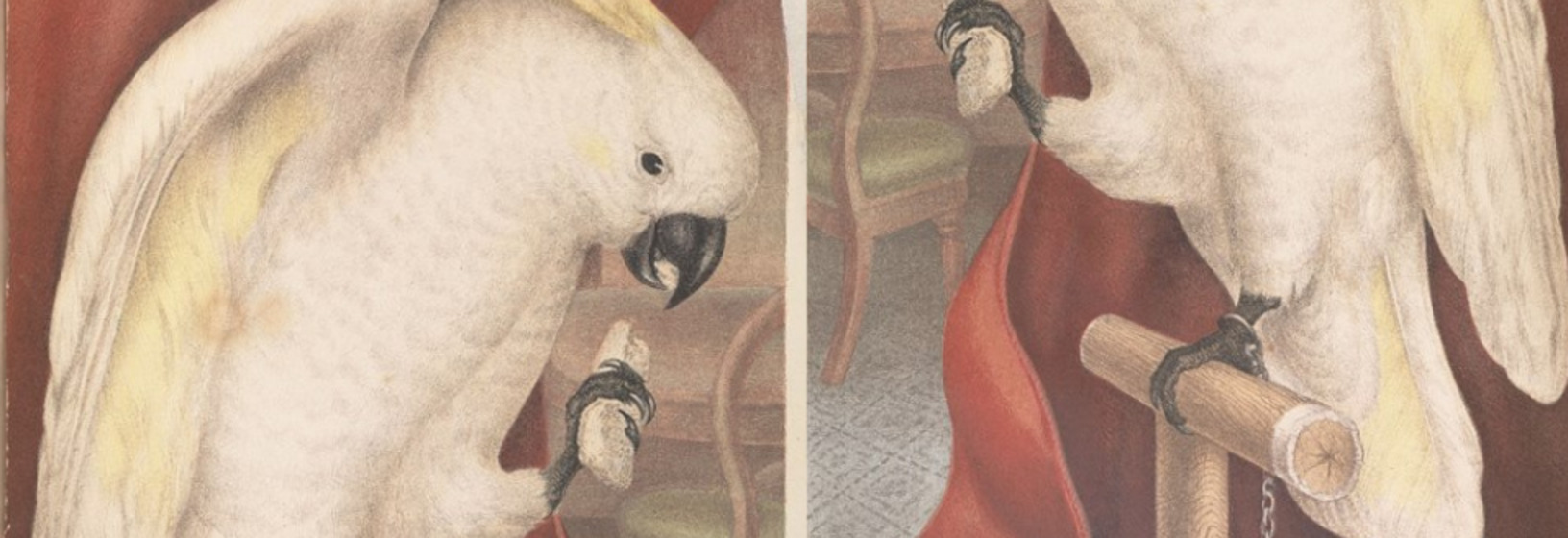 a white and yellow cockatoo sitting on a perch in front of a flowing red curtain