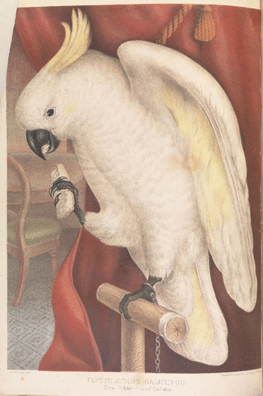 an illustration of a white and yellow cockatoo sitting on a perch in front of a flowing red curtain within a formal living room.