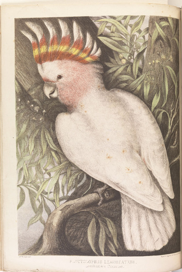This illustration of a cockatoo is set in a forest scene, with erect crest feathers.