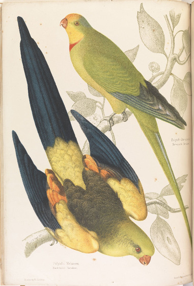 Two illustrated parakeets sit on a branch; one has a long black tail with wings parted and one seated.