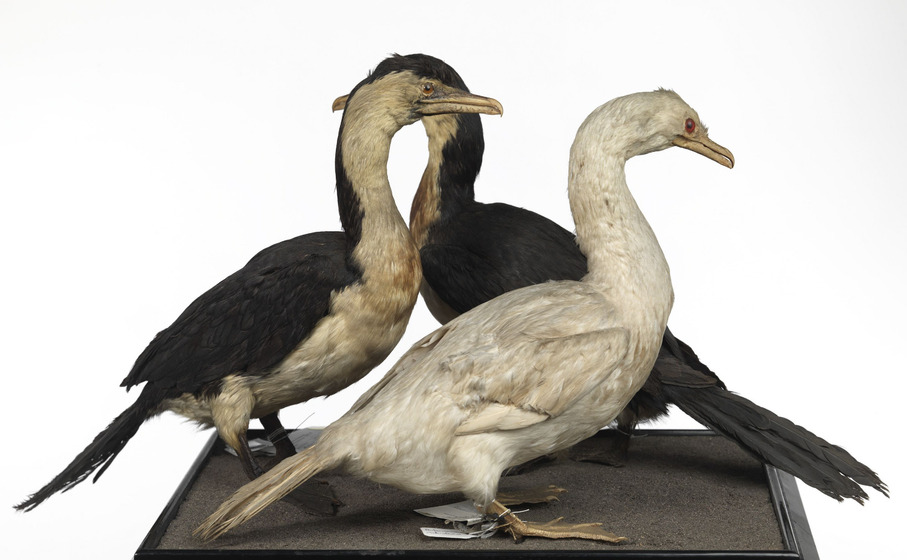 Three taxidermy cormorants facing in different directions with tags tied to their feet.