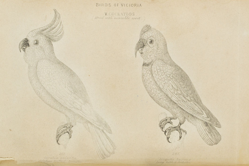 Black and white lithograph of 2 cockatoos perching on branches.