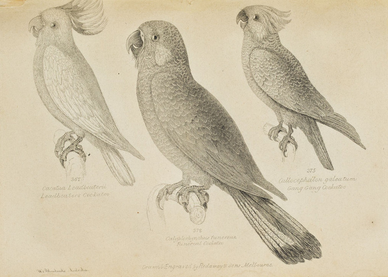 Black and white lithographs of three cockatoos perching on branches.