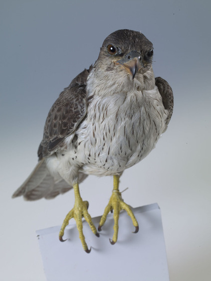 A taxidermy grey falcon with sharp, yellow talons.