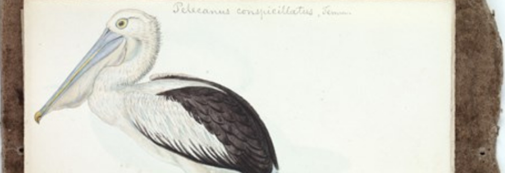 a coloured sketch of a brown and white pelican 