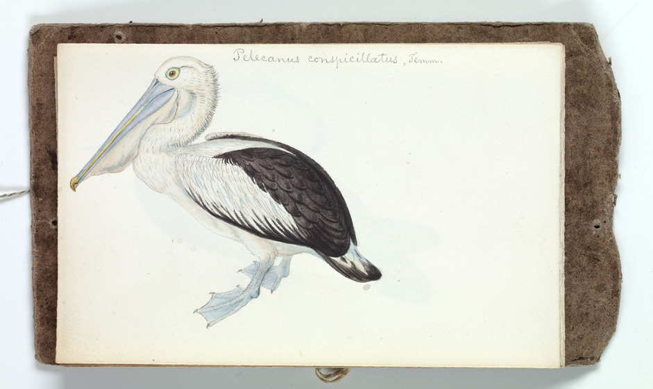 a coloured sketch of a brown and white pelican with the scientific name written in pencil above.